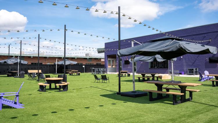 Dogs running in green dog park